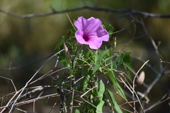 Ipomoea sagittata