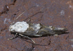 Mompha murtfeldtella