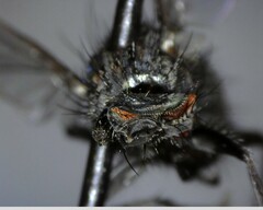 Oestroidea