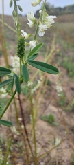 Melilotus albus