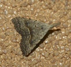 Trigonistis asthenopa