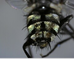Oestroidea