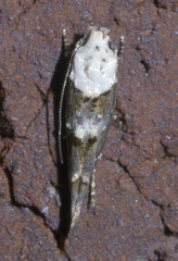 Mompha murtfeldtella
