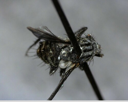 iNaturalist observation photo of Bot Flies, Blow Flies, and Allies