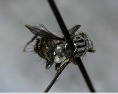 Oestroidea