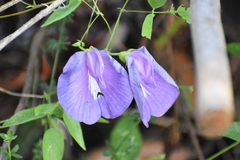 Centrosema virginianum