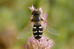 Scaeva pyrastri