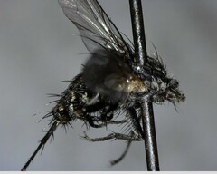 Oestroidea