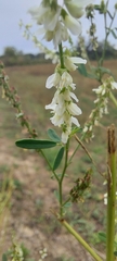 Melilotus albus