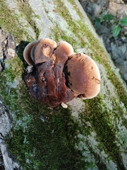 Ischnoderma resinosum