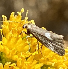 Cisthene liberomacula