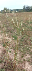 Melilotus albus