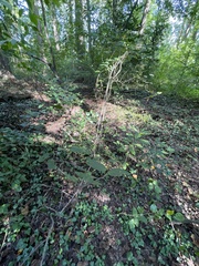 Viburnum setigerum