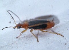 Lebia solea