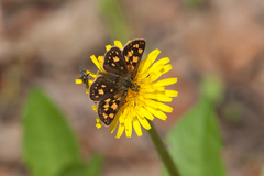 Carterocephalus skada