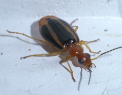 Lebia solea