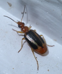 Lebia solea