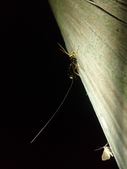 Megarhyssa atrata