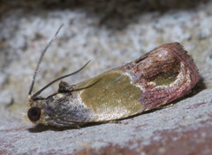 Eumarozia malachitana