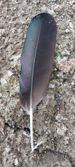 Alopochen aegyptiaca