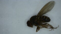 Drosophila repleta