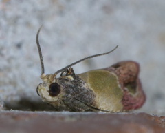 Eumarozia malachitana