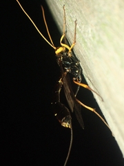 Megarhyssa atrata
