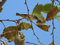 Leiothlypis virginiae