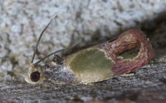 Eumarozia malachitana