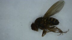 Drosophila repleta