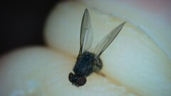Drosophila repleta