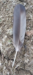Alopochen aegyptiaca