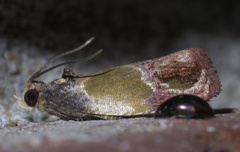 Eumarozia malachitana