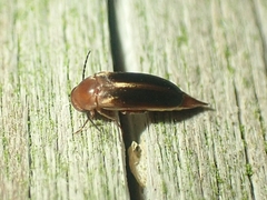 Isomira
