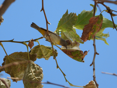 Leiothlypis virginiae