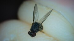 Drosophila repleta