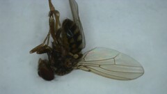 Drosophila repleta