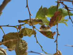 Leiothlypis virginiae