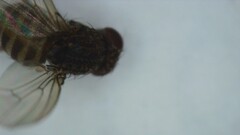Drosophila repleta