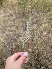 Astragalus pectinatus