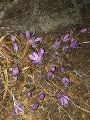 Colchicum autumnale