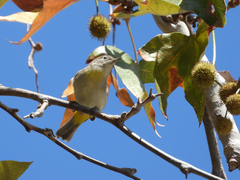 Leiothlypis virginiae