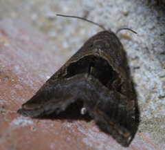 Tripudia rectangula