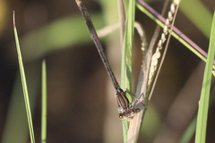 Argia sedula