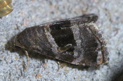 Tripudia rectangula