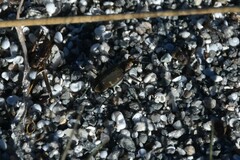Cicindela oregona