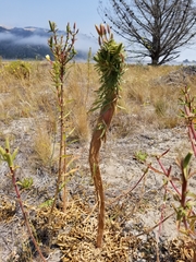 Oenothera elata hookeri