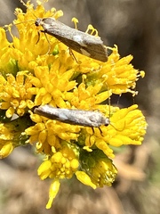 Cisthene liberomacula