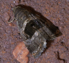 Tripudia rectangula
