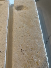 Brentidae
